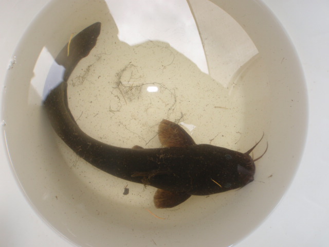 Tandanus Bostocki.JPG