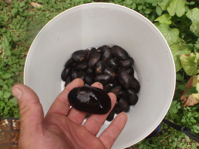 Freshwater mussels [Westralunio carteri ].JPG