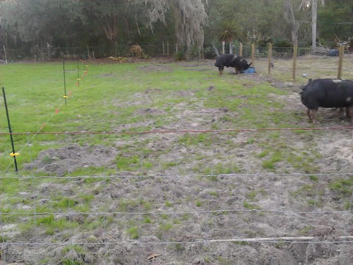 pigs on pasture after 1 day.jpg