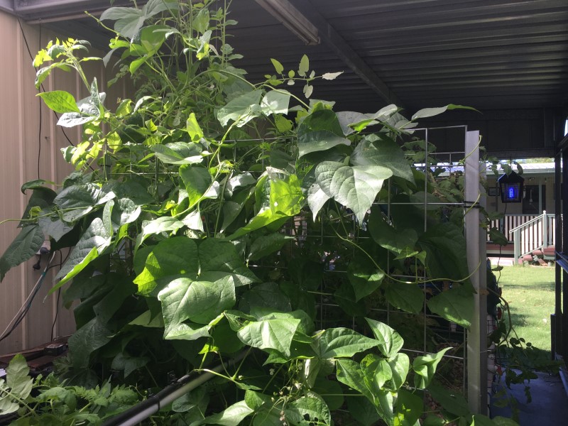 IMG_1380 (Custom).JPG