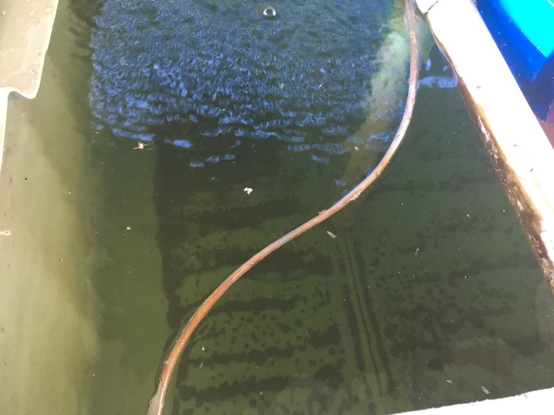 IMG_1375 (Custom).JPG