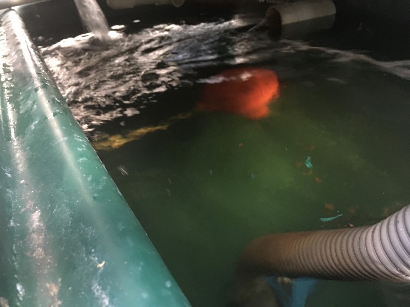 IMG_1386 (Custom).JPG