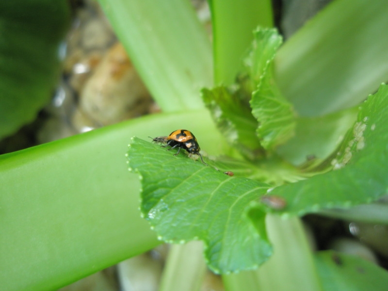 Ladybird devouring aphid (v low res).JPG