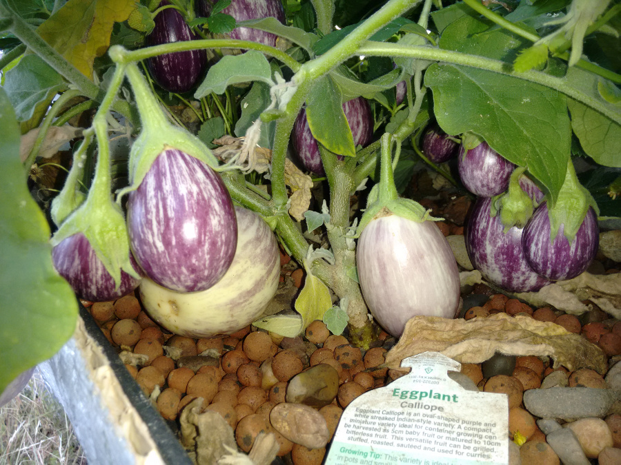 AP1Eggplant20160224.jpg
