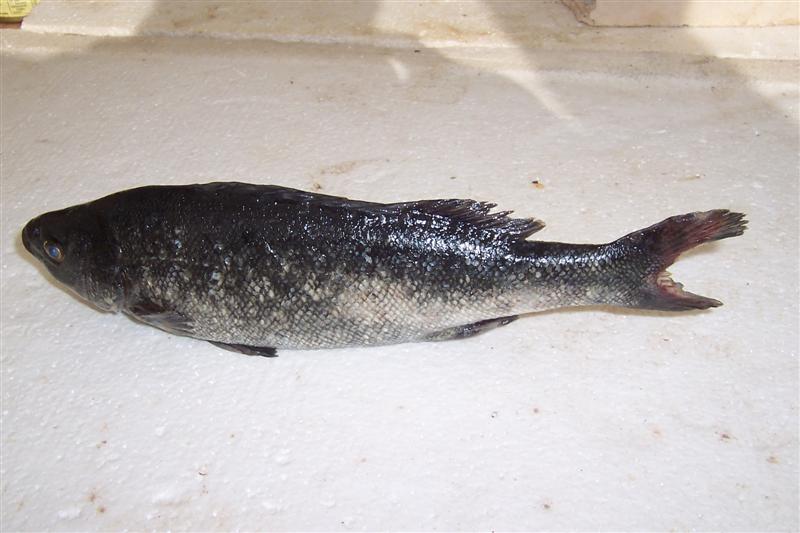 100_1202 (Medium).JPG