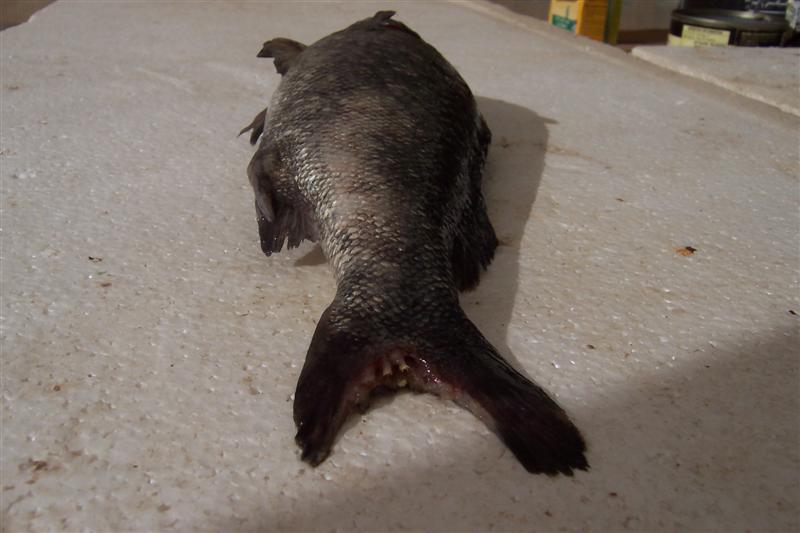 100_1201 (Medium).JPG