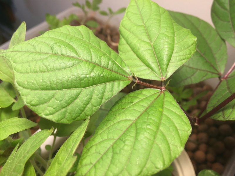 IMG_3897 (2) (800x600).jpg