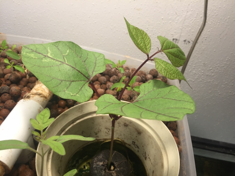 IMG_3826 (2) (800x600).jpg