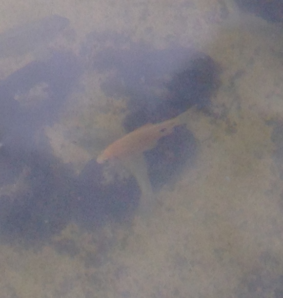 IMG_0869 (580x610).jpg