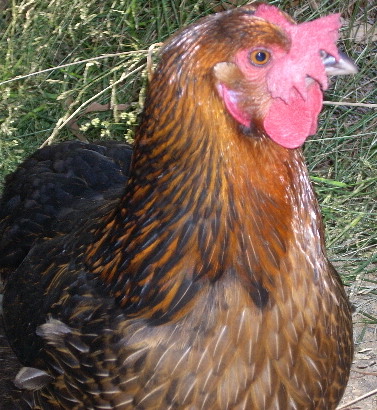 chook.jpg