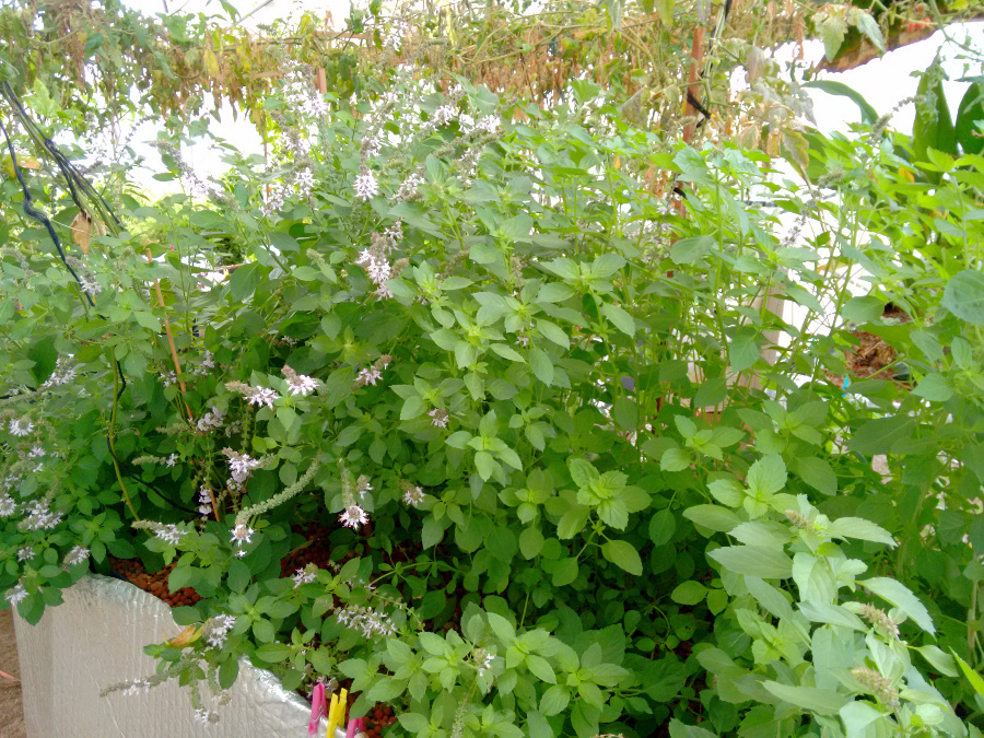 AP1-Perennial-Basil20160330.jpg