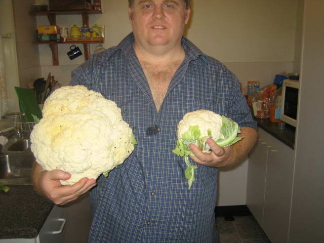 2006-09-15 collie home grown and from the shop.jpg