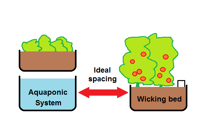 AP - Ideal tomato spacing.png