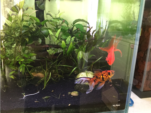 Screen Shot 2016-04-16 at 11.15.00 AM.png