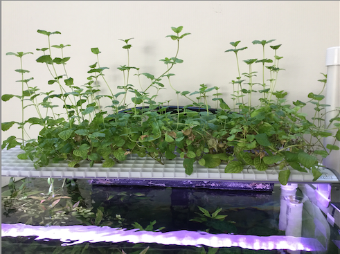 Screen Shot 2016-04-16 at 11.15.18 AM.png