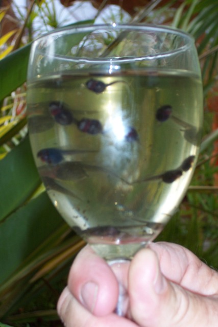 Happy ' hic' New Year.jpg