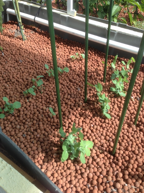 IMG_0878 (480x640).jpg