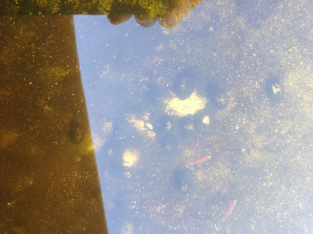 IMG_0883 (640x480).jpg