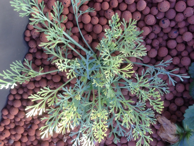 IMG_0885 (640x480).jpg