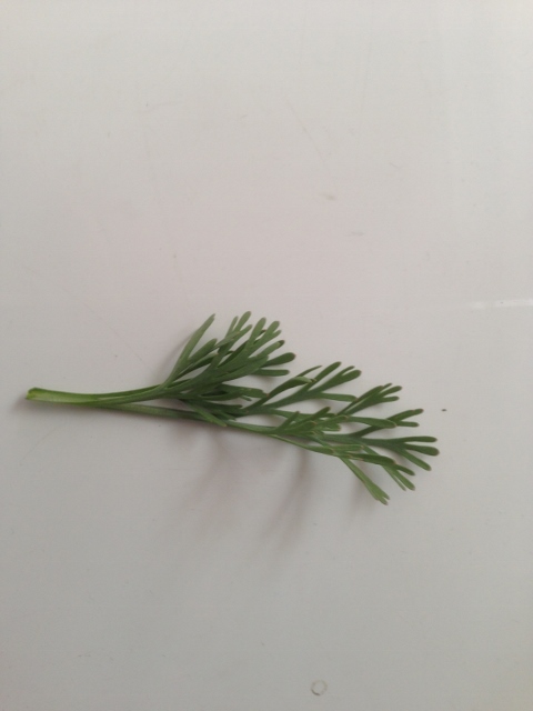 IMG_0884 (480x640).jpg