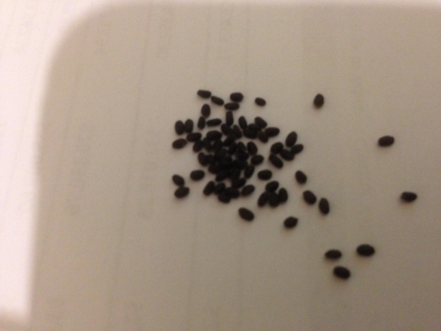 IMG_0887 (640x480).jpg