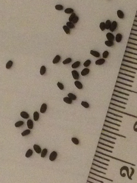 IMG_0892 (480x640).jpg