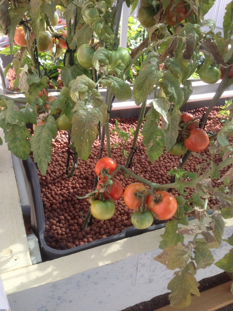 IMG_0877 (480x640).jpg