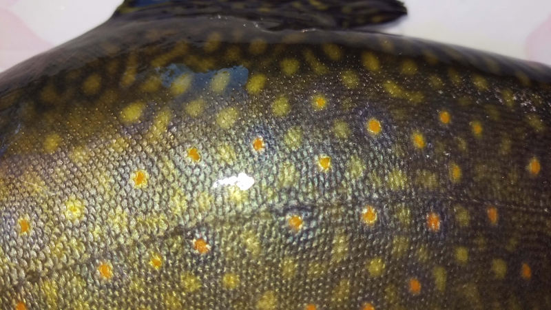 May-10th-2016-Single-Brook-trout-harvest-closeup-800px.jpg