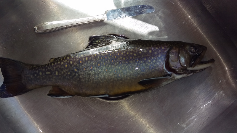 May-10th-2016-Single-Brook-trout-harvest-knife.jpg