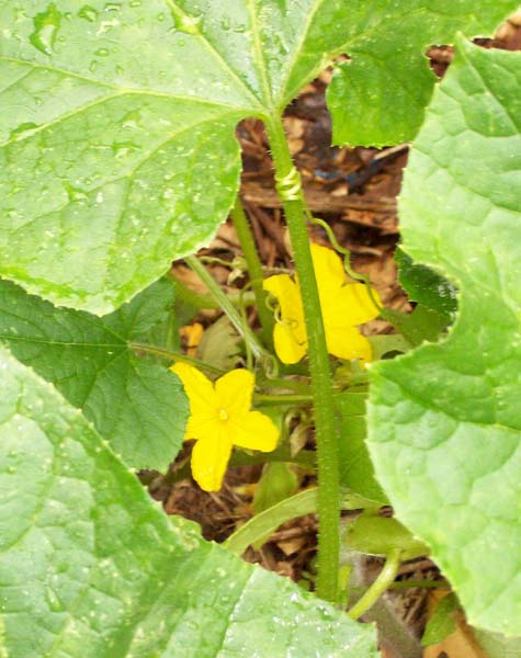 cucumber flower.jpg