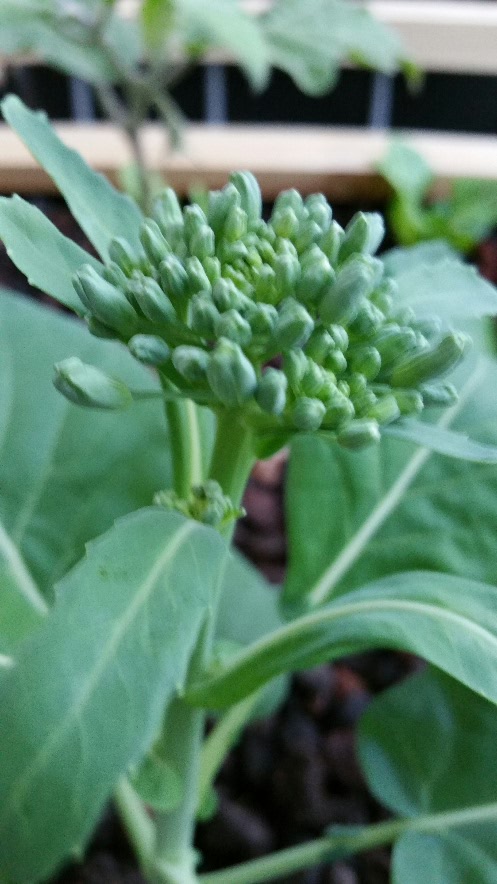 2016-05-15 19.39.29.jpg