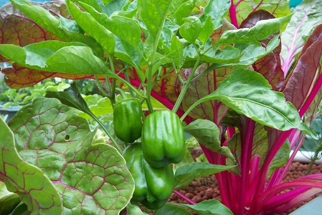 4.1.08  capsicum.jpg