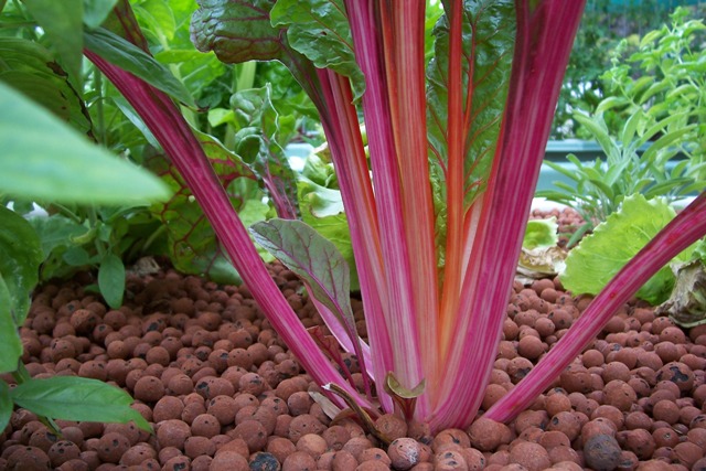 rainbow chard 4.1.08.jpg