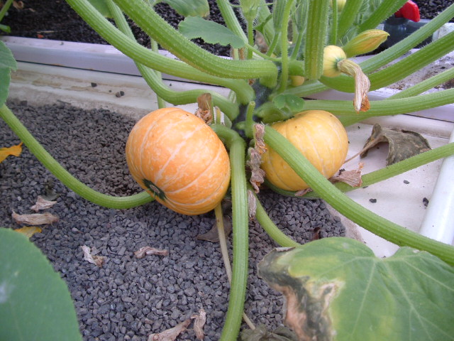 AP growth at 40 days from seedlings 005.jpg