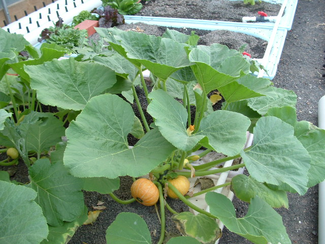 AP growth at 40 days from seedlings 006.jpg