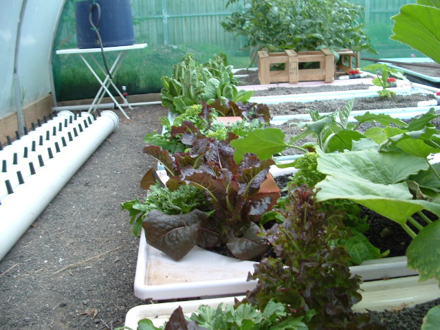 AP growth at 40 days from seedlings 011.jpg