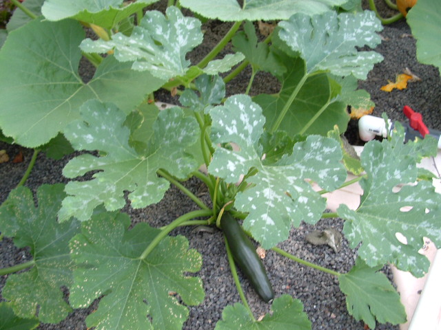 AP growth at 40 days from seedlings 002.jpg