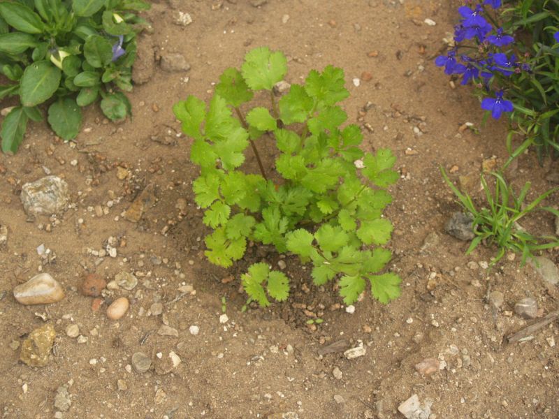 Aquaponics Nutrients 001.JPG