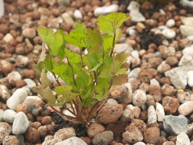 Aquaponics Nutrients 002.JPG