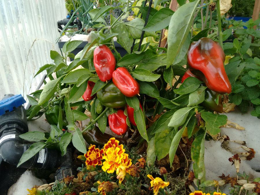 CapsicumsAP1-GB5-20160604.jpg