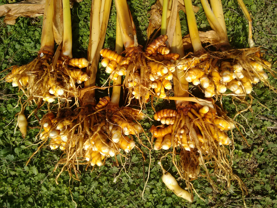 AP1-Turmeric20160626.jpg