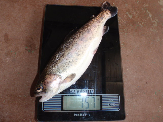 Trout 157g.JPG