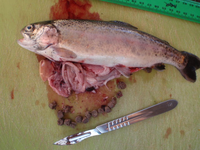 15 x 5mm pellets.JPG