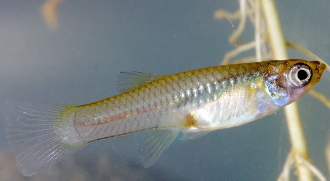 Mosquitofish.JPG