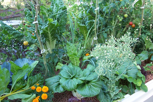 6.1.08 just look at my healthy veges.jpg