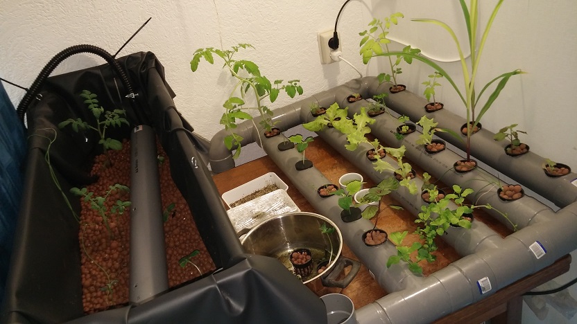 aquaponics plants 050716.jpg