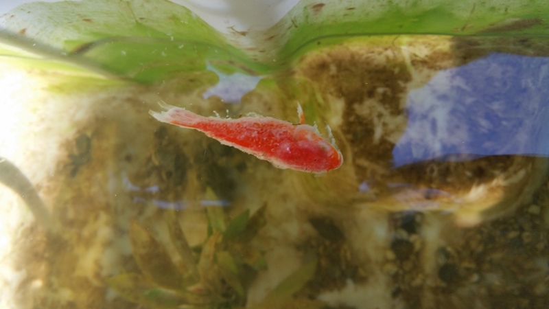 20160705_080754 shrunk b.jpg