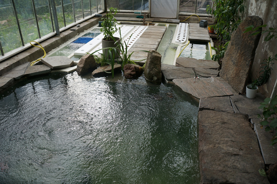 Pond-4.jpg