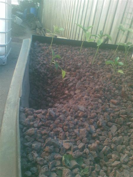 07012008(001) (Medium).jpg