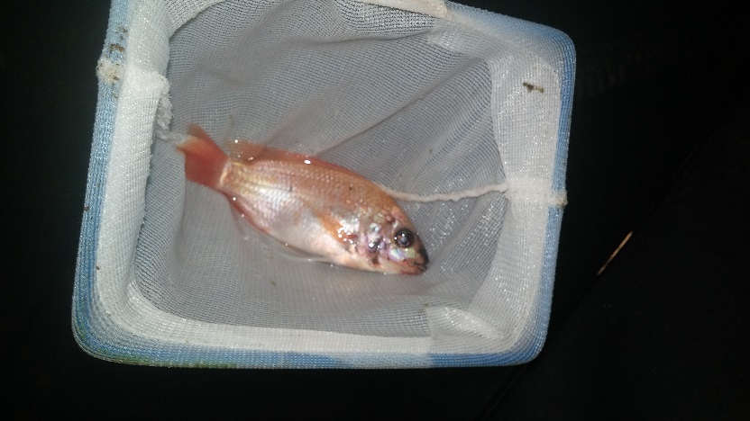 tilapia 20160725_163006.jpg